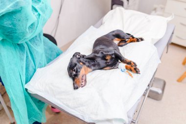 Köpek hastanesinde bir dachshund veriliyor. Anestezi uygulanır ve ameliyat masasında yatar..