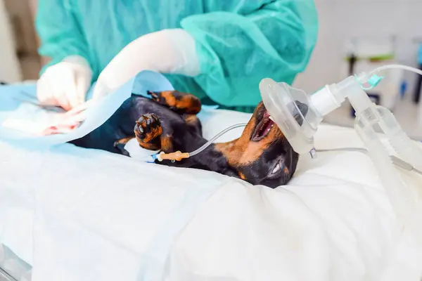 A female vet performing surgery on a pet. The dog is undergoing surgery. Miniature German dachshund dog breed lying anaesthetised on the operating table. Animal hospital.