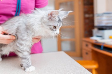Safkan bir kedi yavrusu, hayvan hastanesinde kadın bir veteriner tarafından steteskopla kontrol ediliyor..