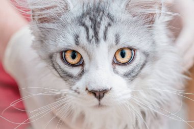 Genç safkan bir kedi yavrusu veteriner gözetiminde kameraya bakan bir veteriner gözetiminde veterinerlik yapıyor. Yakın çekim..