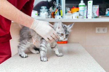 Veteriner veteriner, veteriner kliniğinde genç bir kedinin karnını muayene eder..