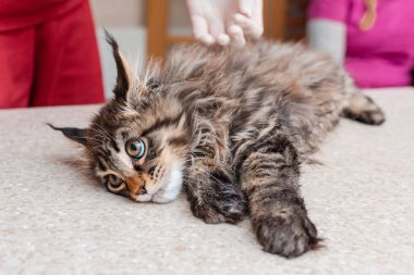 Hasta, genç, safkan bir kedi yavrusu veteriner kliniğinde veteriner tarafından muayene ediliyor. Sibirya Maine Rakunu kedisi masada yatıyordu..