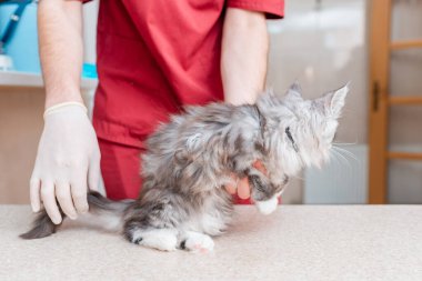 Genç kedi Sibirya 'lı Maine Rakunu kedisi veteriner, veteriner hayvan hastanesi tarafından muayene edildi..