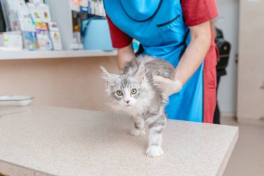 Veteriner, veteriner kliniğinde safkan bir kedinin arka ayaklarını muayene eder..