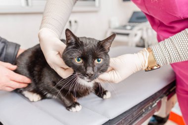 Siyah bir evcil kedi veteriner uzmanı tarafından muayene edilir..