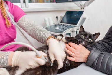 Veteriner hastanesinde ultrason çektiren bir kedi. Kedi kameraya bakıyor..