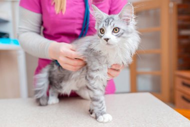 Safkan bir kedi yavrusu, hayvan hastanesinde kadın bir veteriner tarafından steteskopla kontrol ediliyor..