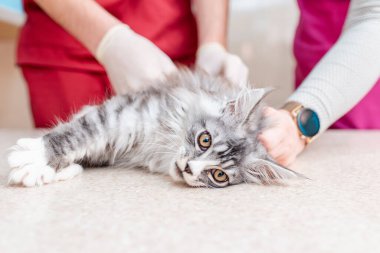 Hasta, genç, safkan bir kedi yavrusu veteriner kliniğinde veteriner tarafından muayene ediliyor. Sibirya Maine Rakunu kedisi masada yatıyordu..