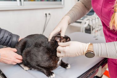 Veterinerlik kliniğinde, veteriner siyah bir kedinin kulaklarını muayene eder..