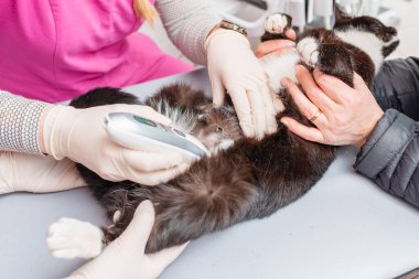 Veteriner, veteriner kliniğinde ultrason çekilmeden önce kedinin göbek kıllarını tıraş eder..