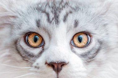 Büyük gözlü genç bir safkan kedi yavrusu kameraya bakıyor. Yakın çekim..