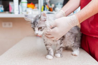 Genç Sibirya kedisi Maine Rakunu safkan kedisi veteriner tarafından veteriner hayvan hastanesinde muayene edildi..