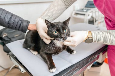 Siyah bir evcil kedi veteriner uzmanı tarafından muayene edilir..