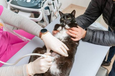 Veteriner hastanesinde ultrason çektiren bir kedi..
