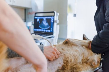 Hamile bir köpek bir hayvan hastanesinde muayene edilir. Bir veteriner kliniğinde ultrason çektiren bir köpek. Veteriner eli yakın plan..