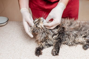 Saf kedi yavrusu veteriner tarafından muayene ediliyor, dişleri veteriner kliniğinde kontrol ediliyor..