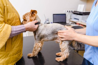 Bir veteriner, hasta bir köpek yavrusunu hayvan hastanesindeki sahibiyle birlikte muayene eder. Yorkshire Terrier köpeği çok sulu..