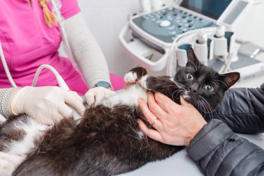 Veteriner hastanesinde ultrason çektiren bir kedi. Kedi kameraya bakıyor..