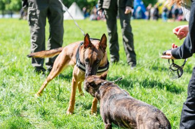 Genç safkan Alman çoban köpeği başka bir köpekle tanışır, yaz zamanı, gün, yeşil çimen.