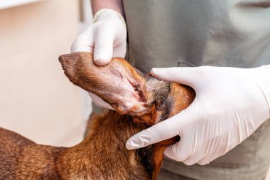Dachshund köpek kulakları veteriner hastanesinde veteriner doktor tarafından muayene edilir. Yakın plan..