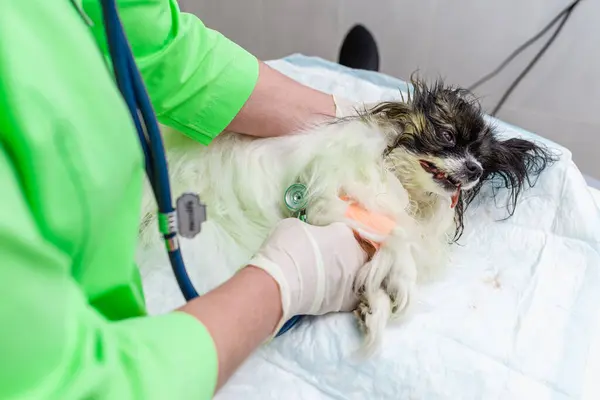 stock image Mixed breed dog being examined with a stethoscope by a veterinarian at a veterinary hospital after a dental cleaning procedure.