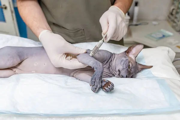 stock image veterinarian with a medical hammer tests the sphinx cat's hand-foot reflexes in an animal hospital.