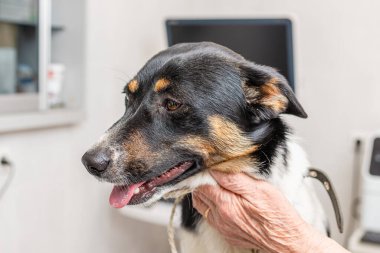 Bir köpek, veteriner hayvan hastanesinde kan pıhtılaşması için bekliyor. Yakın plan..