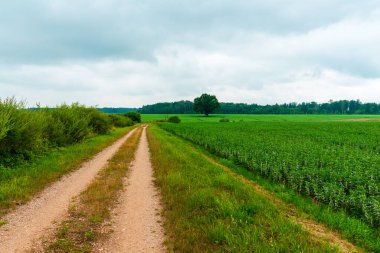Ormanlı yeşil tarım arazilerinin yanındaki köy yolu, yaz zamanı..