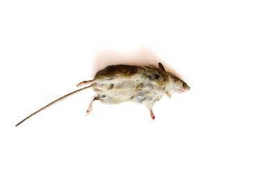 Ölü bir fare beyaz bir arka planda yatıyor..
