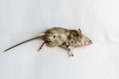 Beyaz arka planda ölü bir fare yatıyor. Boşluğu kopyala.