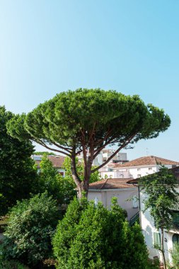 Pinus çam ağacı, İtalyan çam ağacı, yaz aylarında. Mavi gökyüzü, ev, çatı, otel.