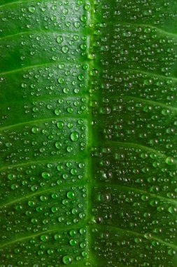 Çok güzel yeşil duvar kâğıdı tropikal yaprak ile su damlaları yakın, doku, arka plan.