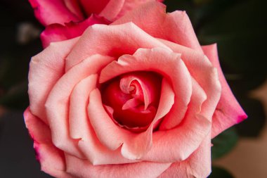 Gül şakayığı çok güzel, yakın plan..