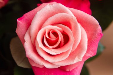 Gül şakayığı çok güzel, yakın plan..