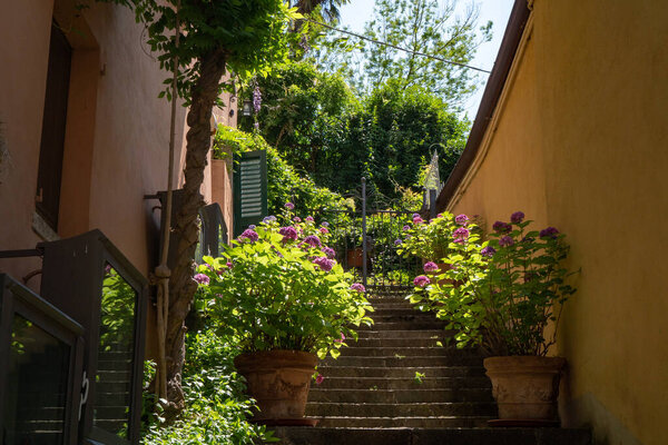 Fragrant garden with pink hortensia in the big pots and stairs on one of the narrow streets in Bellagio, the Pearl of Lake Como, one of the most famous and picturesque towns in Lombardy, Italy.