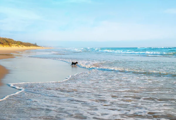 Cão Bonito Praia Olhando Para Esmagar Ondas Surf Pela Frente — Fotografia de Stock