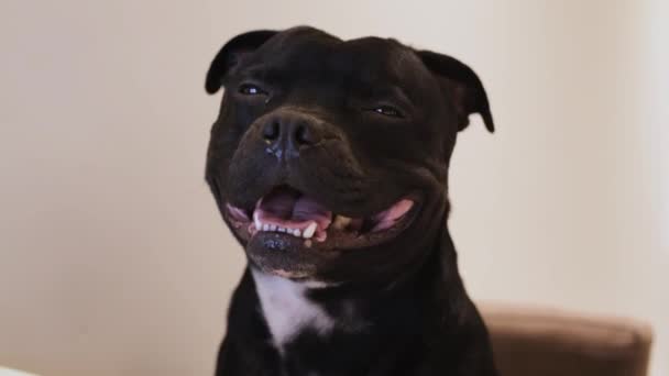 Funny Black Dog Yawning Sitting Table Laptop Cute Staffordshire Bull — Vídeo de stock