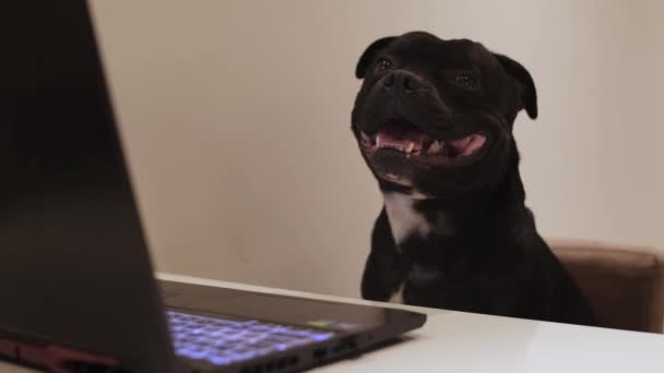 Curious Black Dog Sitting Table Laptop Staffordshire Bull Terrier Pretending — Vídeo de stock