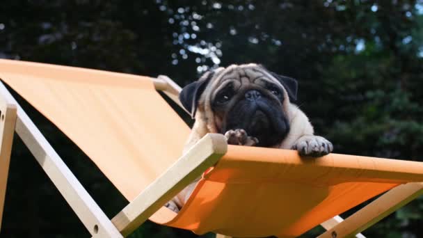 Cute Dog Sitting Orange Deck Chair Pug Resting Lawn — Stockvideo