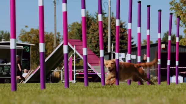 Bir Köpek Çeviklik Yarışmasına Katılır Spaniel Renkli Slalom Direkleri Arasında — Stok video