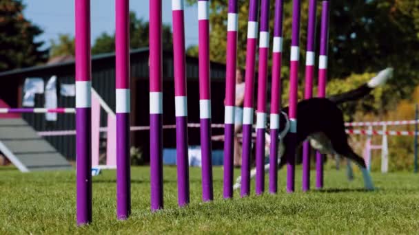 Собака Участвует Конкурсе Ловкости Бегут Между Разноцветными Слаломами Спорт Собак — стоковое видео
