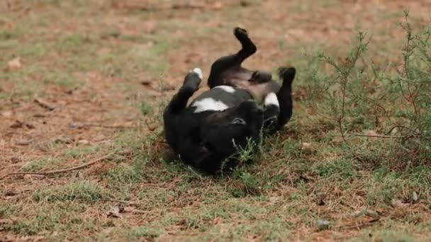一只黑狗在外面的草地上打滚 有趣的动物在松林里玩得开心 — 图库视频影像