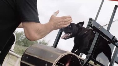 Koşu bandında koşan bir köpek yarışmaya katılıyor. Bir insan destekleyici ve motive edici.