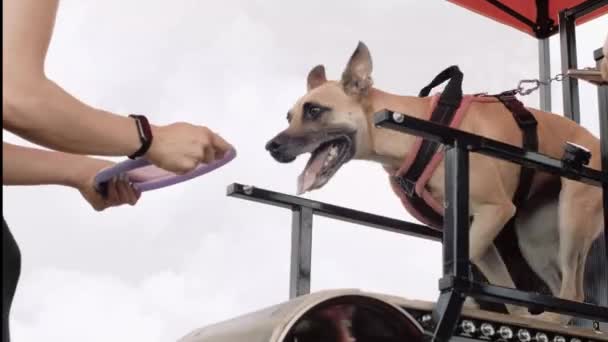 赛狗在跑步机上跑步参加比赛的狗人类的支持和激励 — 图库视频影像