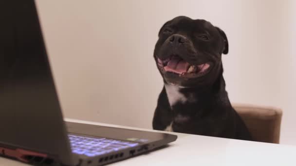 Cão Preto Engraçado Bocejando Sentado Mesa Perto Laptop Bonito Staffordshire — Vídeo de Stock