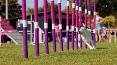 Bir köpek çeviklik yarışmasına katılır. Renkli slalom direkleri arasında koşuyor. Köpekler için spor. Yavaş çekim.