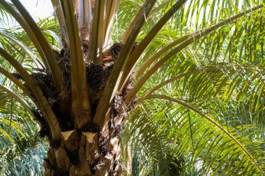 Ağaçta hurma meyvesi, biyodizel üretimi için tropikal bitki