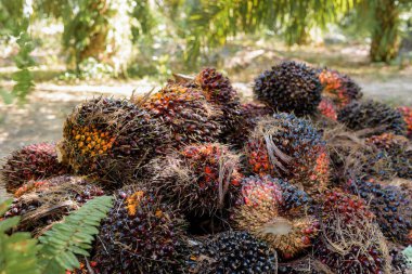 Fresh Fruit Bunch (FFB) in a Palm Oil Plantation after cutting the fruits from the trees