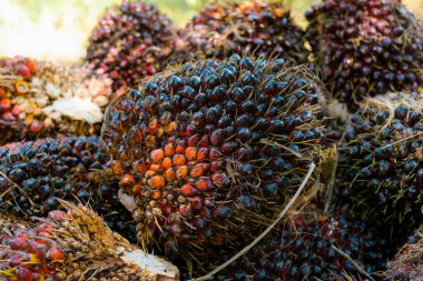 Fresh Fruit Bunch (FFB) in a Palm Oil Plantation after cutting the fruits from the trees