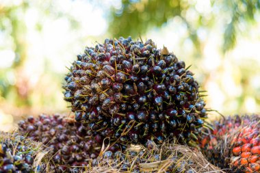 Fresh Fruit Bunch (FFB) in a Palm Oil Plantation after cutting the fruits from the trees
